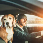 Dog_car Dog_car